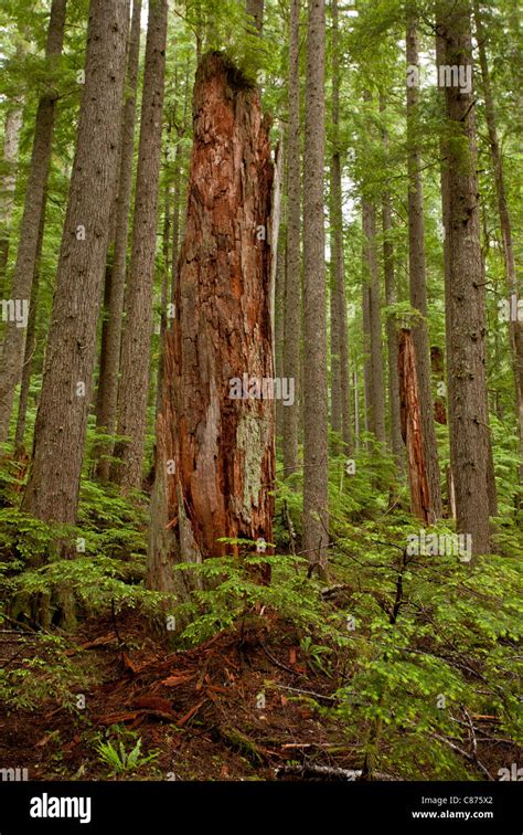 Western Red Cedar Thuja Plicata Western Hemlock Tsuga Heterophylla