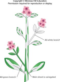 BIOL0003 Week 8 2 Sex With A Single Parent Flashcards Quizlet