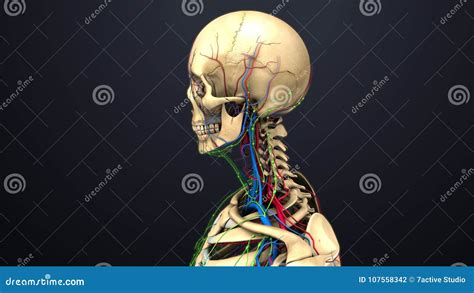 Arteries Veins And Lymph Nodes With Skull Lateral View Stock