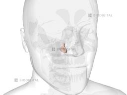 Right inferior nasal concha | BioDigital Anatomy