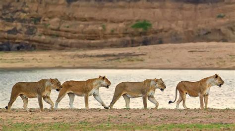 Kenya Family “Lion King” Safari - The Wild Source