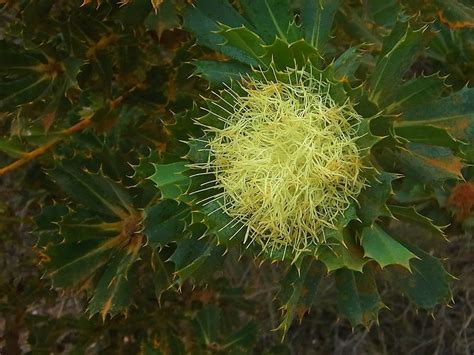 Plantfiles Pictures Parrot Bush Dryandra Sessilis By Kell