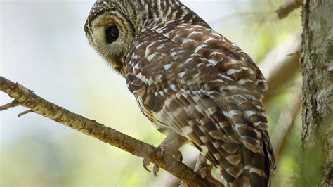 Barred Owl Brecs Baton Rouge Zoo