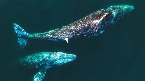 Two Male Gray Whales Exhibit Possible Mating Behavior Youtube