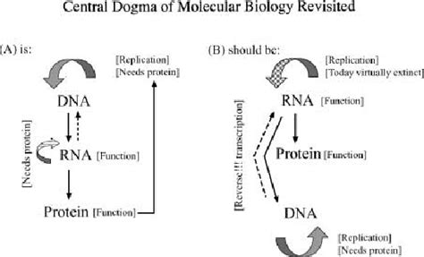 Central Dogma Diagram