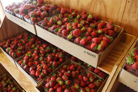 Pre Picked Strawberries Carandale Fruit Farm