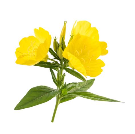 160 Common Sundrops Stock Photos Pictures And Royalty Free Images Istock