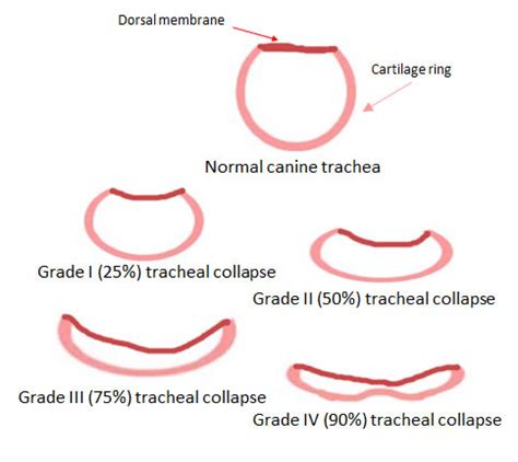 How Is A Collapsed Trachea Treated In Dogs