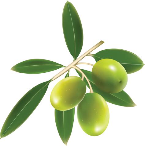 Olive Leaf Clip Art