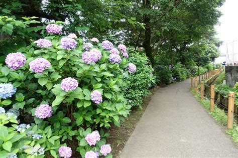 小平市立あじさい公園の紫陽花 2024年の見頃と現在の開花状況は？ 歩いてみたブログ