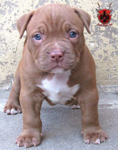 Filhotes De Pit Bull E Bully Canil Zerbini Pedigree R