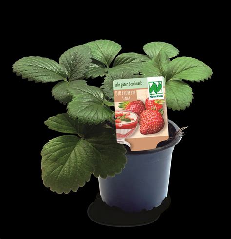 Bio Erdbeere Fragaria Senga Sengana H 15 Cm 9 Cm Topf Kaufen Globus