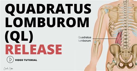 Step Quadratus Lumborum Stretch Program Precision Movement