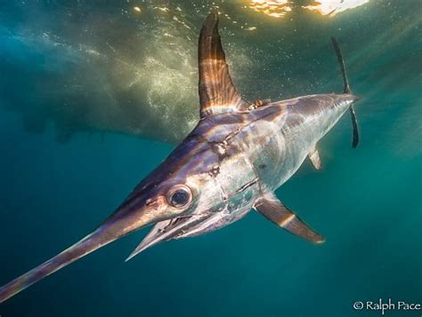 Aquarium Of The Pacific Storied Seafood California Swordfish