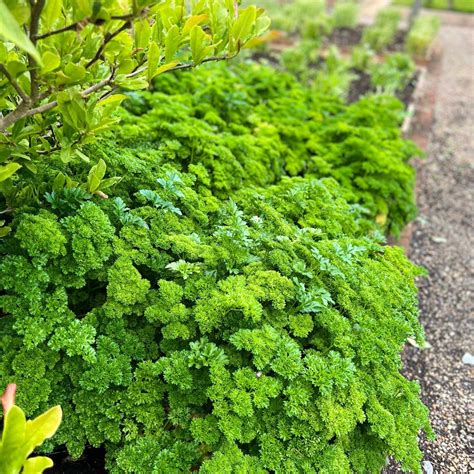 Birchen Grove Garden Centre - Home