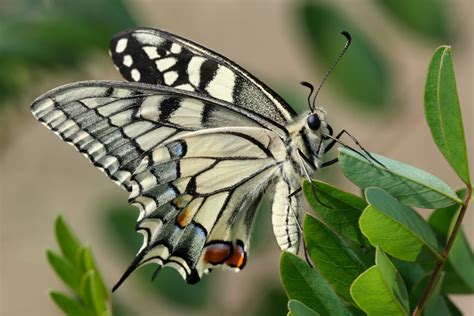 Ausstellungseröffnung Flora und Fauna im Havelland Kulturzentrum