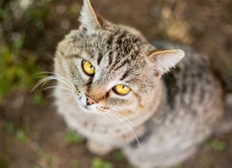 Demenz Bei Katzen Darauf Solltest Du Achten Tractive