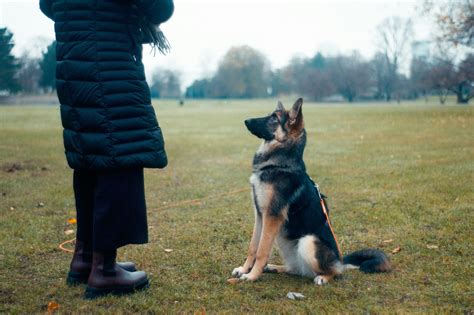 The 7 Essential Dog Commands Every Owner Should Know