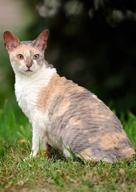 cornish rex | Cat breeds, Cornish rex cat, Rex cat