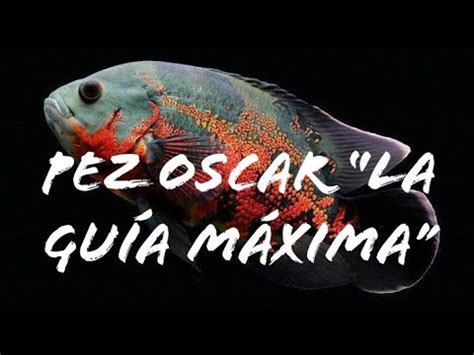 Pez Oscar La Guía Máxima Parte 2 datos cuidados reproducción