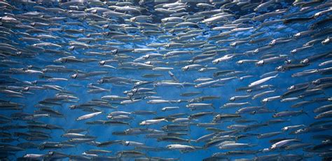 Sardine In Ocean