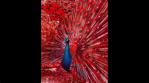 Beautiful Nature Amazing Peacock Dance Youtube