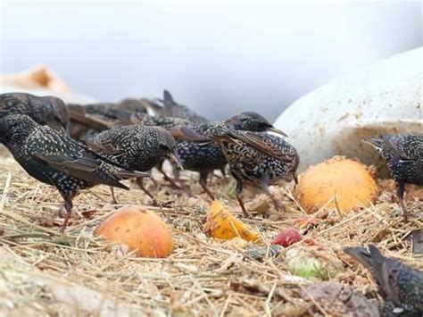 Common Starling Nest