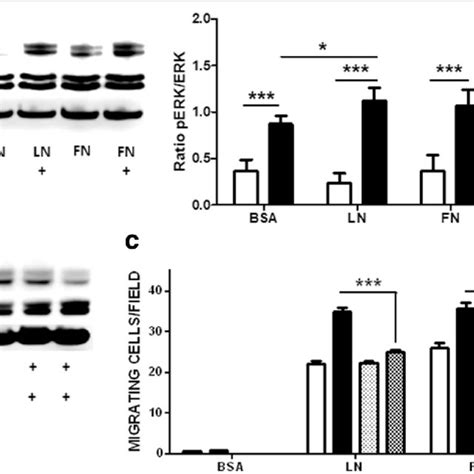 Mapk Erk Pathway Modulation In The Hgf Enhanced Migration Of Human Chq