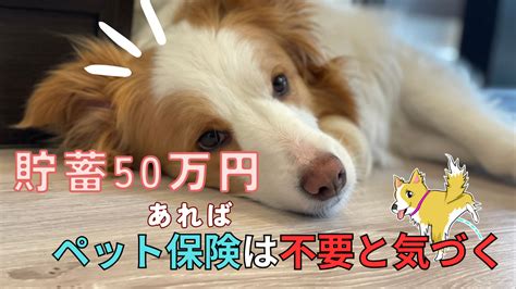 【貯蓄50万円】あればペット保険は不要だと気づく！損を抑えて長期的に貯める！わんだブログ