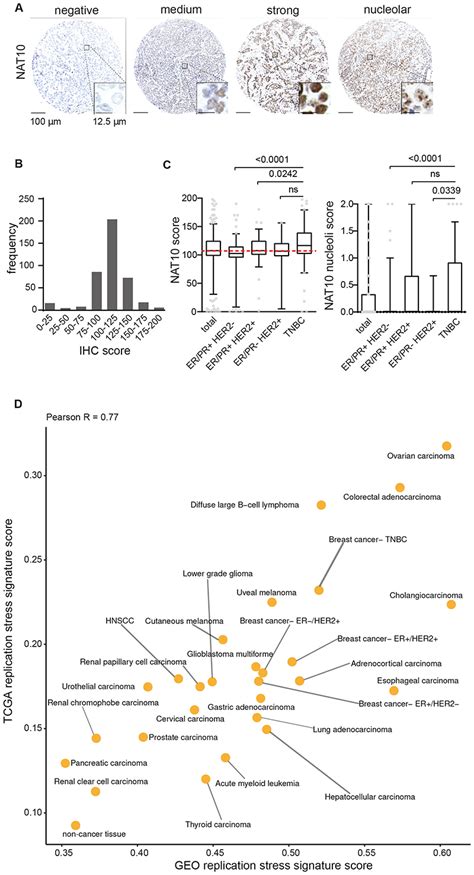 An Mrna Expression Based Signature For Oncogene Induced Replication