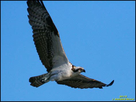 Drew's Birds: Osprey vs. Bald Eagle