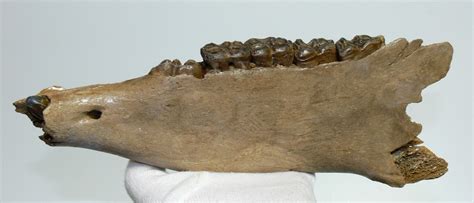 Equus sp. partial jaw (324 mm) - Fossilwebhop