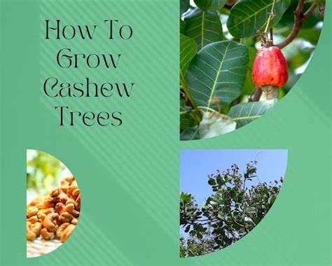 Description You Can Cultivate Cashew Trees Anywhere In The Dry Wet