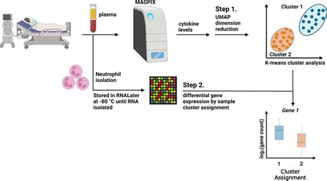 Experimental Overview And Sample Processing Plasma Cytokines Were