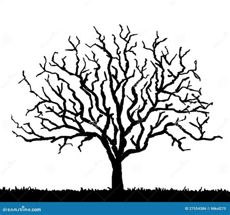 Tree Silhouette No Leaves