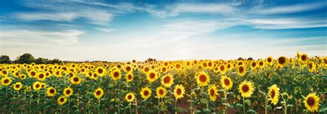 Cuadro Mega Panoramico Fotografia Campo Girasoles Descripci N De Un