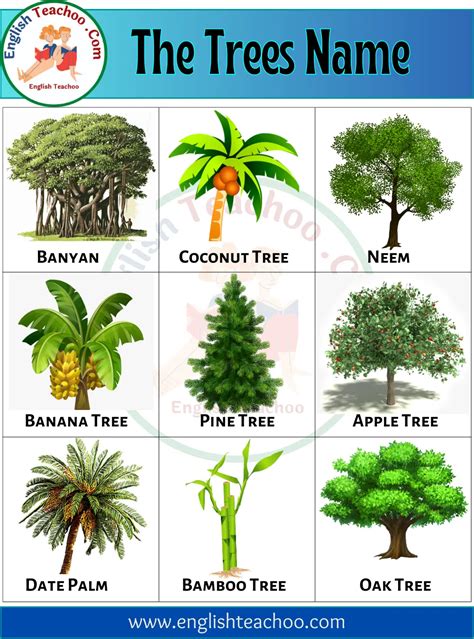 Tree Names List Of 30 Trees Names In English Englishteachoo