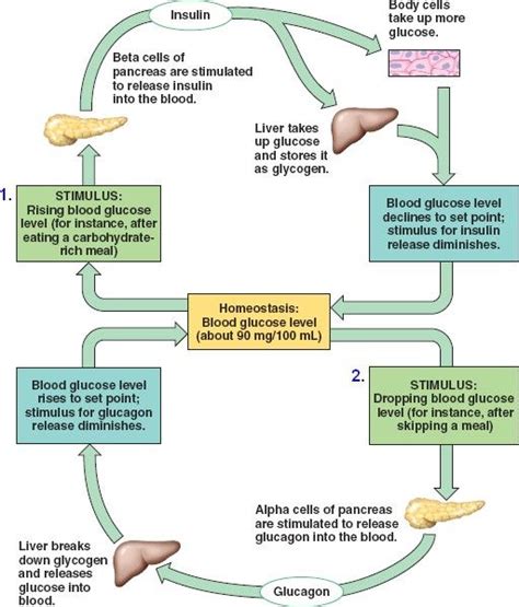 glucose homeostasis | Nursing mnemonics, Endocrine system, Endocrine