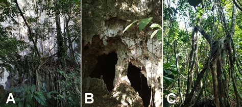 Karst forest in Hindang Nature Park, Leyte, Philippines, characterized ...