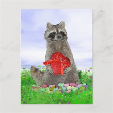 Valentine Raccoon Bandit Holiday Postcard