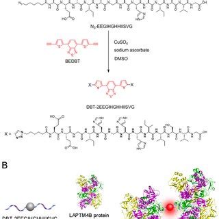 Targeted Laptm B Protein Imaging In Hepg Cancer Cells Confocal Images