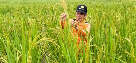 Berita BSIP Riau Roguing Perbenihan Padi Gogo Di Kabupaten Rokan Hulu