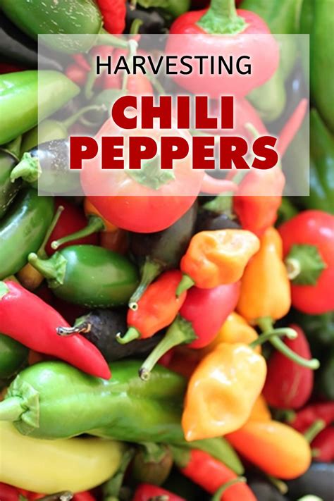 Harvesting Your Chili Peppers - Chili Pepper Madness