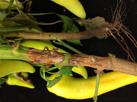 Sclerotinia White Mold High Tunnel Disease Facts