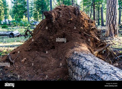 Root Ball Stock Photos & Root Ball Stock Images - Alamy