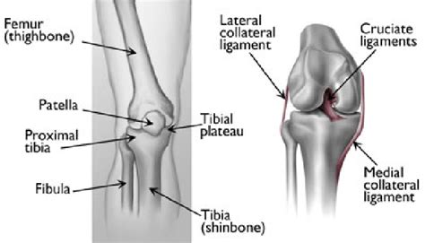 Femur And Tibia Anatomy