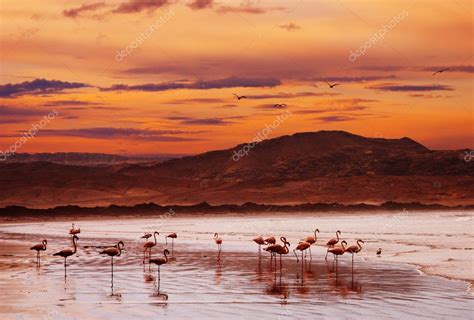 Flamingo on the beach at sunset — Stock Photo © muha04 #1703857