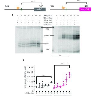 In Vitro Transcription From Two Pneumococcal Late Competence