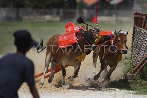 LATIHAN KARAPAN SAPI | ANTARA Foto