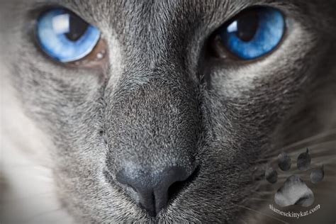 Siamese Cat Eye Problems: Symptoms & Solutions